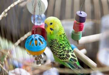 How to Train Your Parrot: Tips for Effective Communication