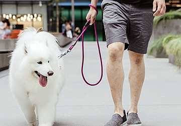 Top 10 Pet Accessories for Style and Functionality