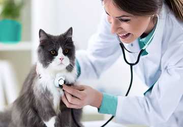 Why Regular Vet Visits Are Essential for Exotic Pets
