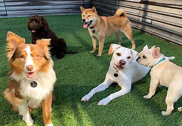 How to Socialize Your Puppy with Other Dogs Safely
