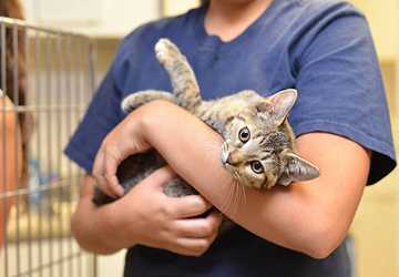What You Should Know Before Adopting a Rescue Cat