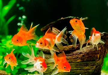 Top Tips for Keeping Your Aquarium Clean and Healthy