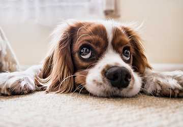 Top 5 Dog Breeds for Apartment Living