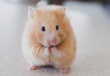 What Every Hamster Owner Needs in Their Starter Kit