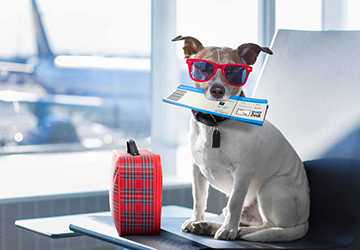 Traveling with Pets: A Stress-Free Journey