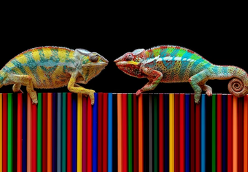 Where to Buy Healthy Chameleon Supplies Online
