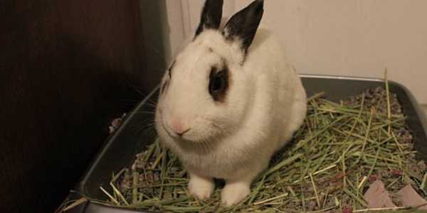 How To Train Your Rabbit To Use a Litter Box
